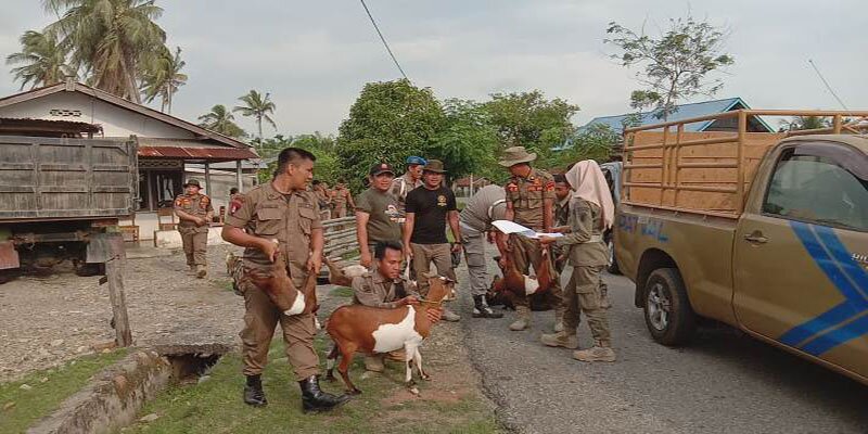 Satpol Pp Tangkap 25 Ternak Dan 4 Pemuda Pesta Tuak Sinar Nusantara News